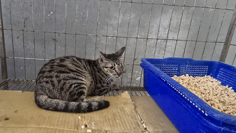 新竹市動物保護教育園區,編號:465369, 混種貓                 