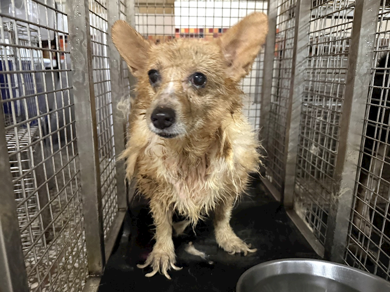 高雄市壽山動物保護教育園區,編號:465367, 威爾斯柯基犬              