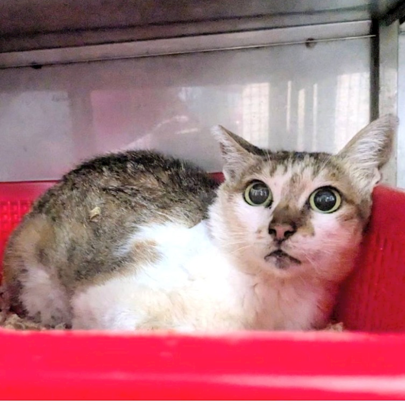 新竹縣動物保護教育園區,編號:465229, 混種貓                 