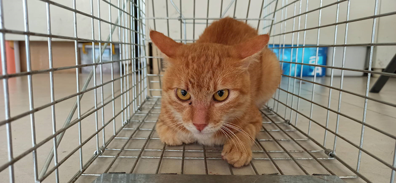 金門縣動物收容中心,編號:465462, 混種貓                 