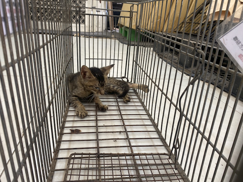 金門縣動物收容中心,編號:465461, 混種貓                 