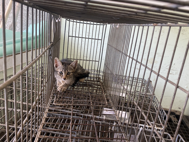 金門縣動物收容中心,編號:465460, 混種貓                 