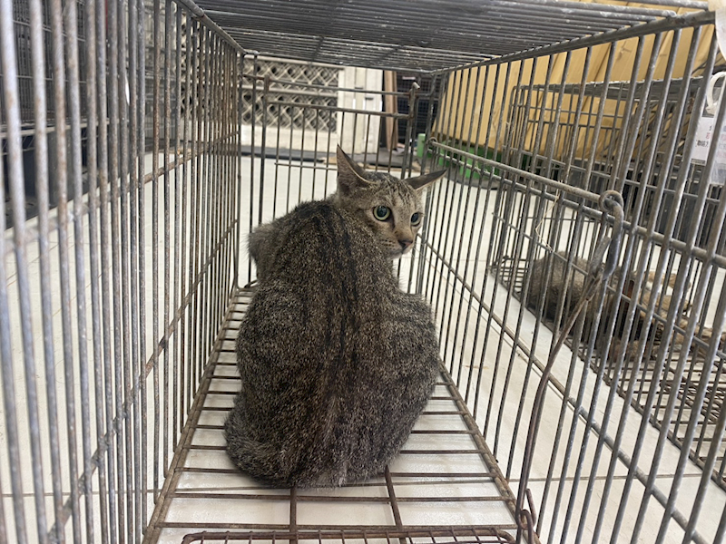金門縣動物收容中心,編號:465459, 混種貓                 