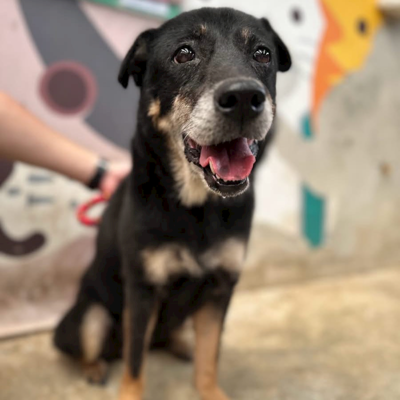 新北市新店區公立動物之家,編號:465458, 混種犬          