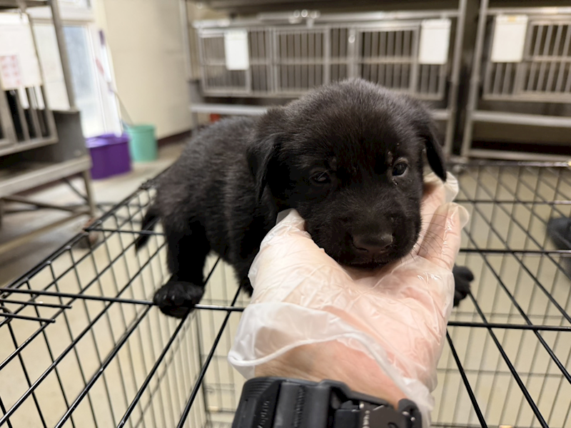 桃園市動物保護教育園區,編號:458678, 混種犬          