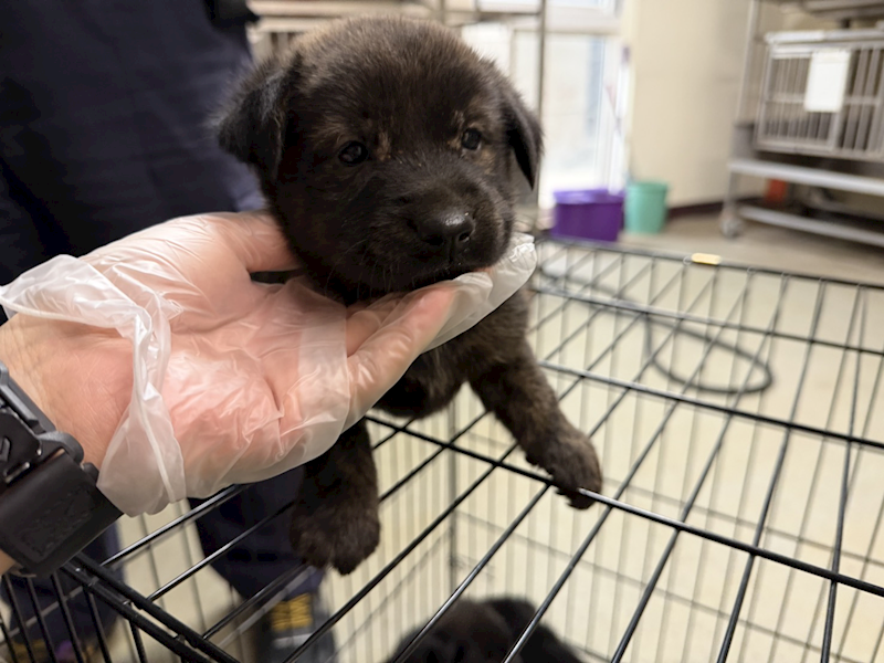 桃園市動物保護教育園區,編號:458675, 混種犬          