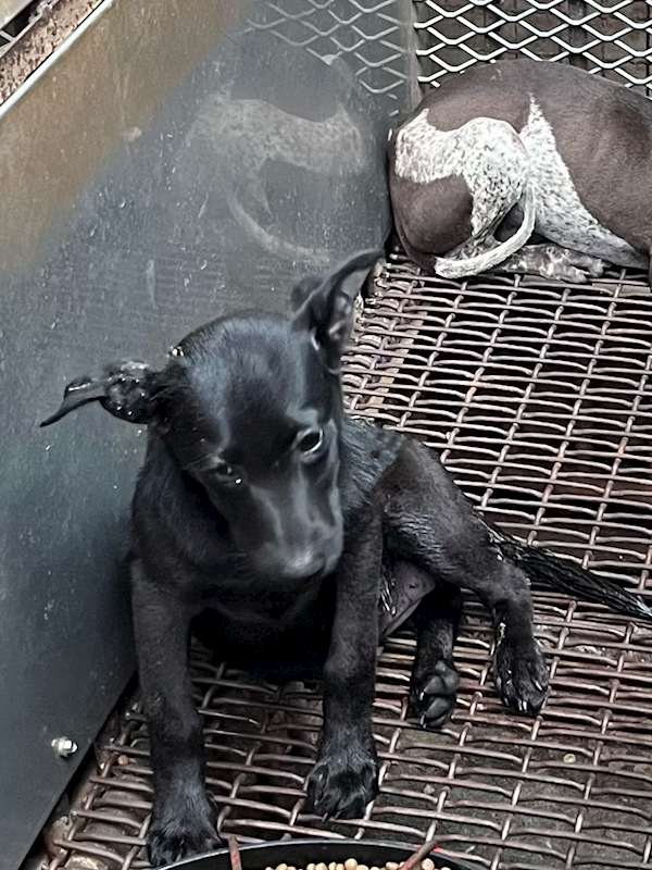 彰化縣流浪狗中途之家臨時收容所,編號:447489, 混種犬          