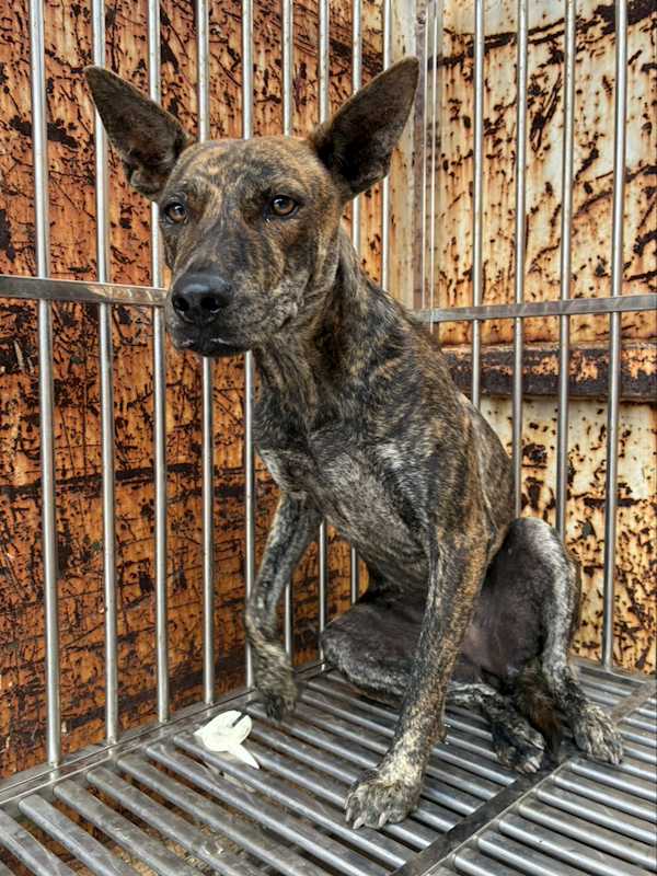 彰化縣流浪狗中途之家臨時收容所,編號:465293, 混種犬          