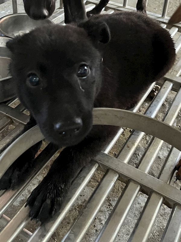彰化縣流浪狗中途之家臨時收容所,編號:460157, 混種犬          