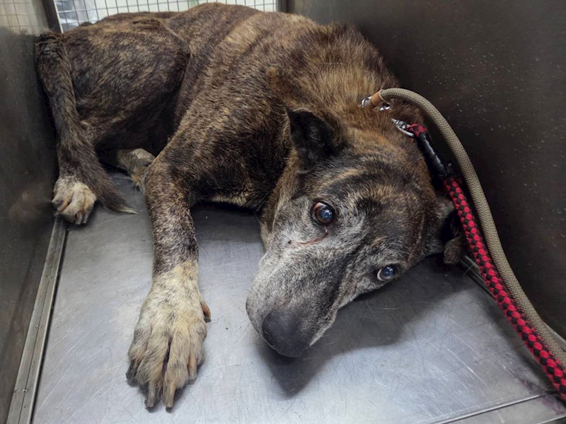 臺北市動物之家,編號:451345, 混種犬          