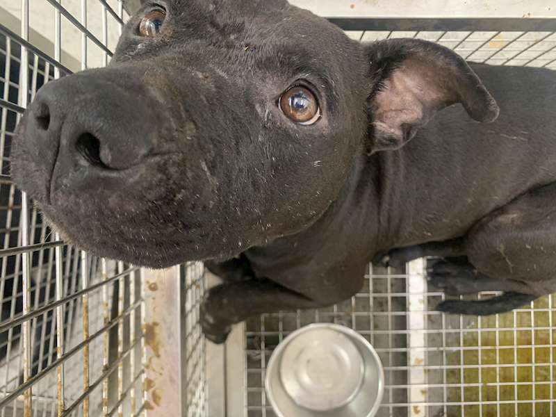 臺北市動物之家,編號:448725, 混種犬          