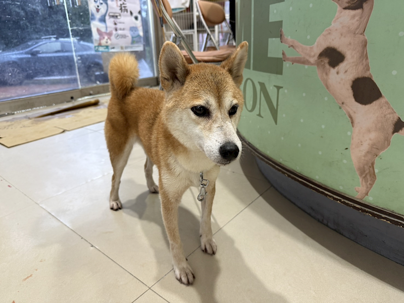 高雄市壽山動物保護教育園區,編號:465470, 柴犬                  
