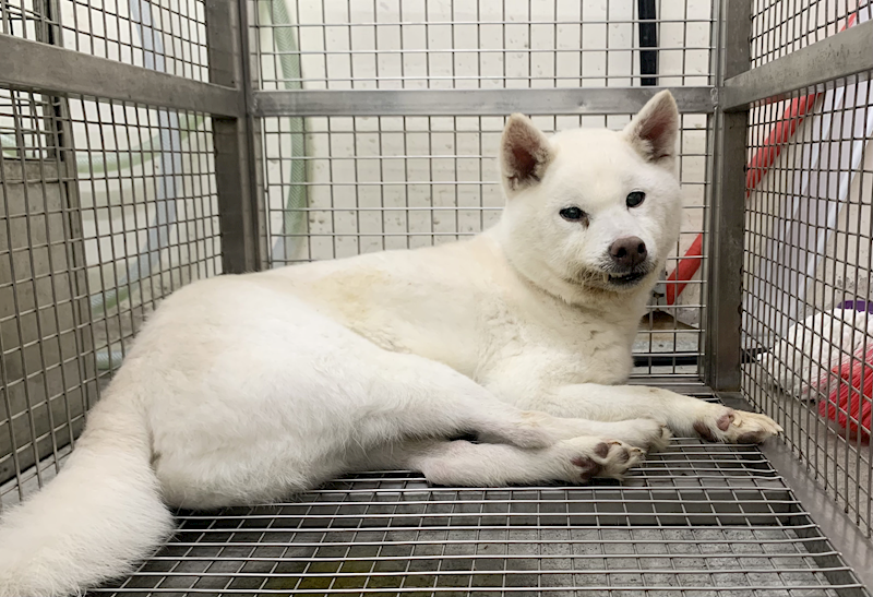 臺北市動物之家,編號:453425, 柴犬                  