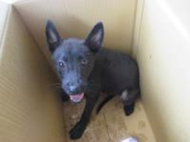 桃園市動物保護教育園區,編號:28927, 混種犬          