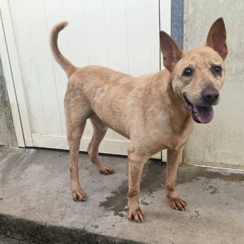 臺北市動物之家,編號:248857, 混種犬          