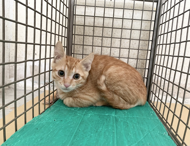 臺北市動物之家,編號:464609, 混種貓                 