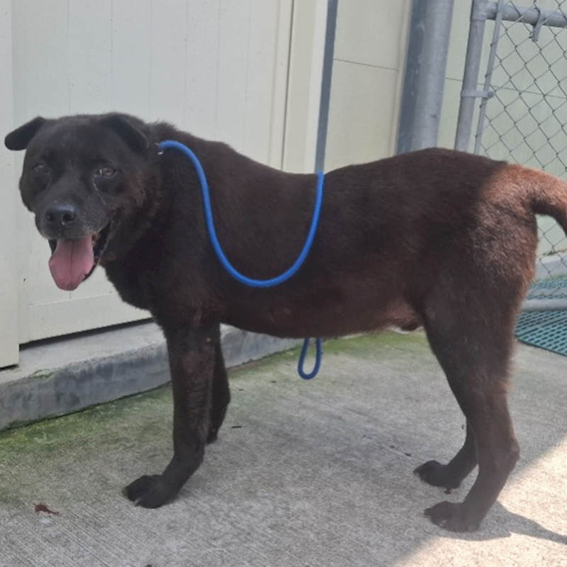 臺北市動物之家,編號:134032, 混種犬          