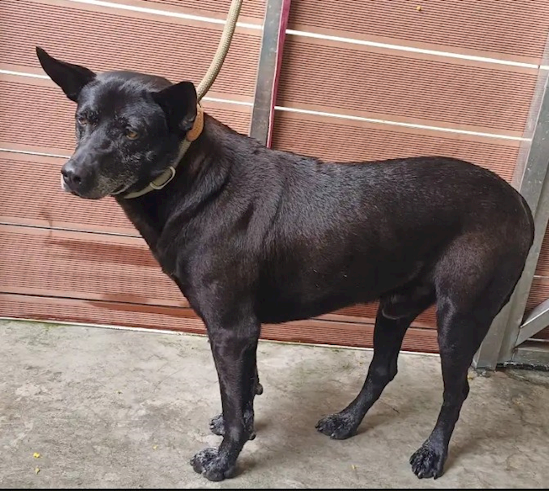 新北市五股區公立動物之家,編號:451962, 混種犬          
