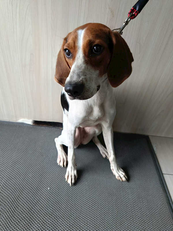 嘉義市動物保護教育園區,編號:464912, 混種犬          
