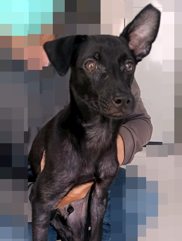 嘉義市動物保護教育園區,編號:460715, 混種犬          