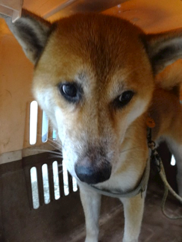 宜蘭縣流浪動物中途之家,編號:465512, 柴犬                  
