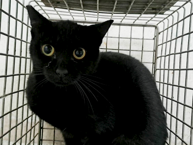 臺北市動物之家,編號:465510, 混種貓                 