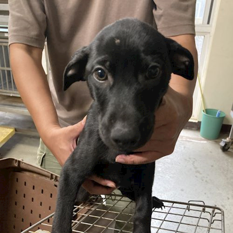 桃園市動物保護教育園區,編號:377009, 混種犬          