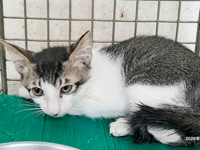 臺北市動物之家,編號:465508, 混種貓                 