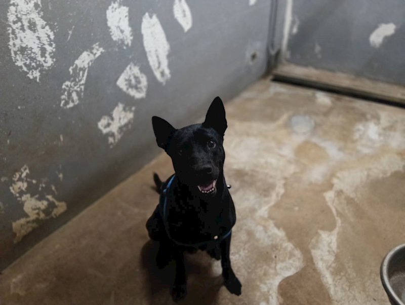 新竹市動物保護教育園區,編號:465507, 混種犬          