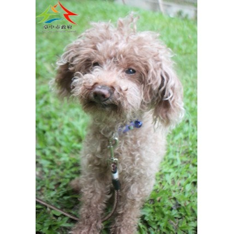 臺中市動物之家后里園區,編號:462723, 貴賓犬        
