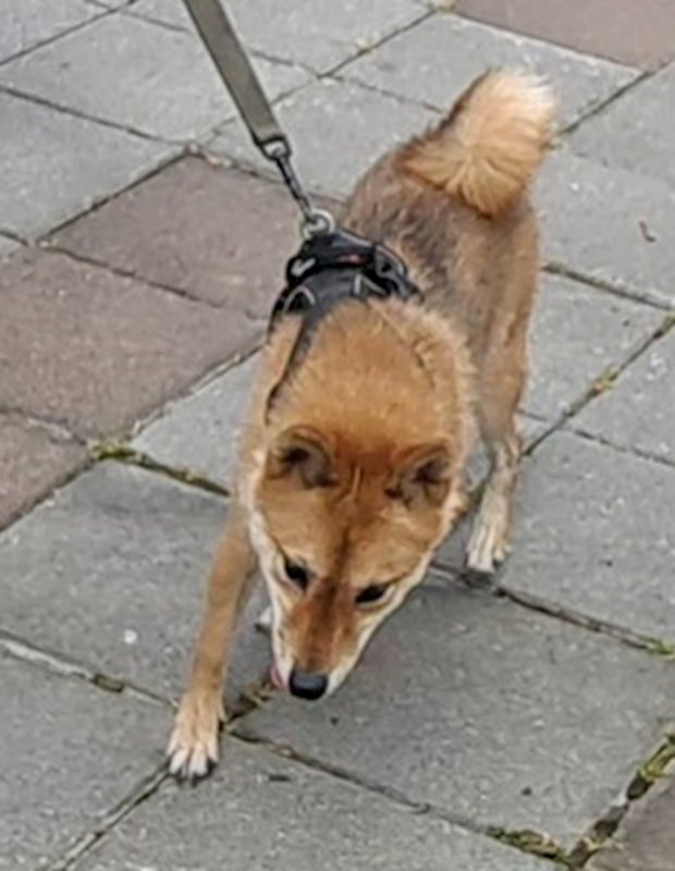 臺中市動物之家后里園區,編號:463723, 柴犬                  
