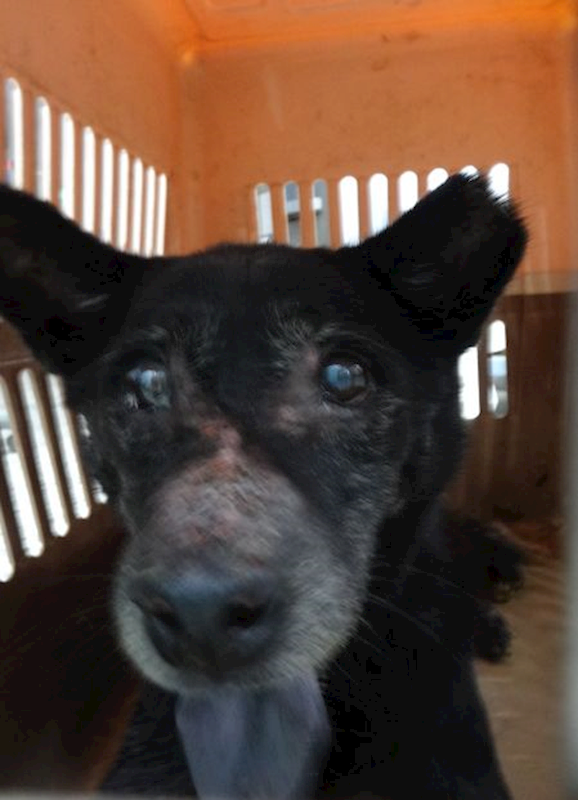 宜蘭縣流浪動物中途之家,編號:465571, 混種犬          