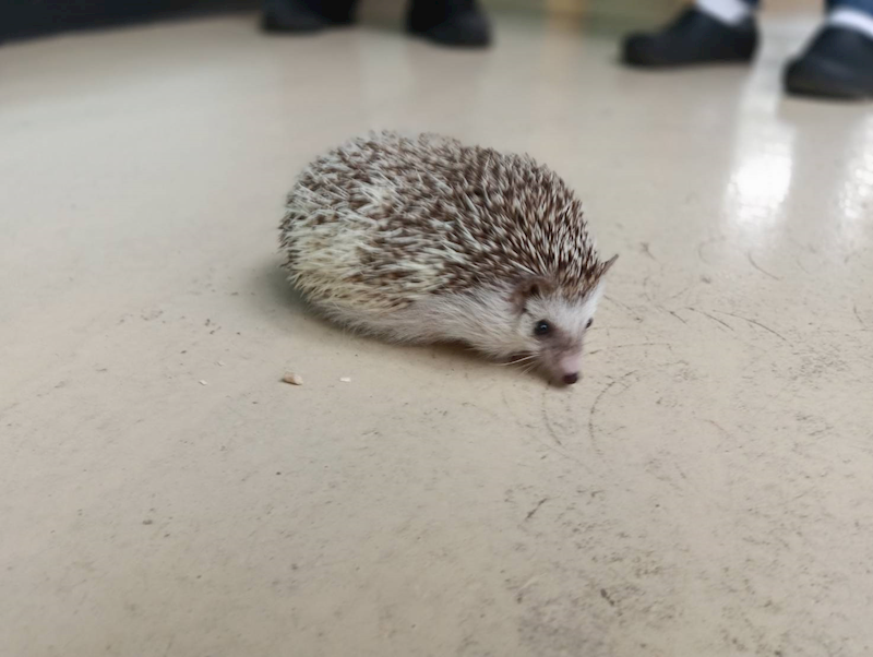 新竹市動物保護教育園區,編號:465549, 刺蝟