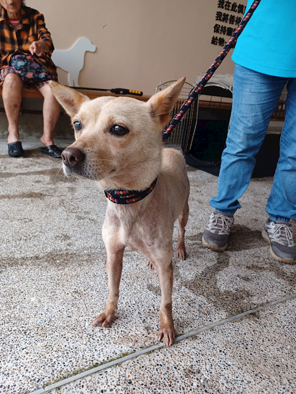 新北市中和區公立動物之家,編號:465528, 混種犬          