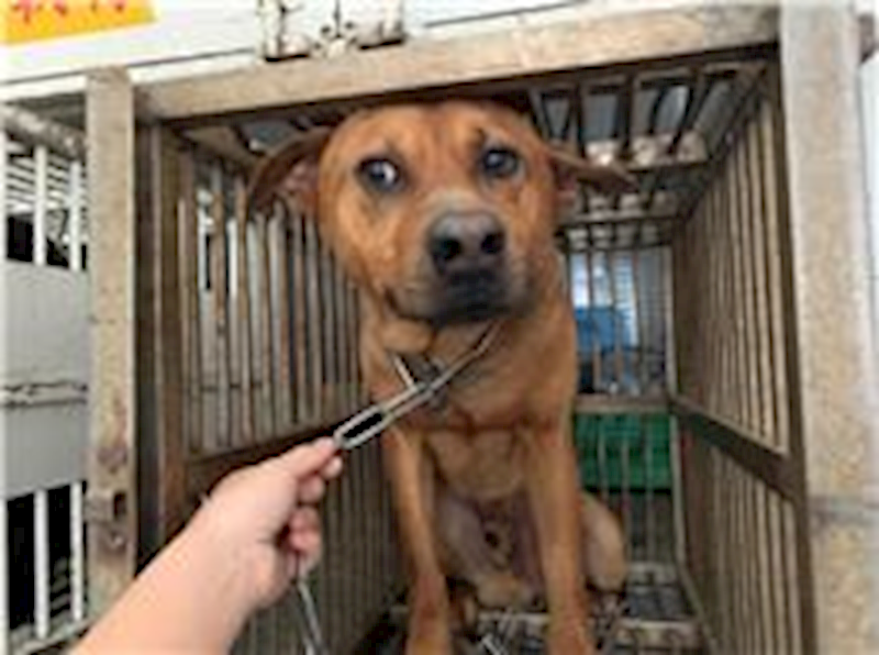 桃園市動物保護教育園區,編號:247100, 混種犬          