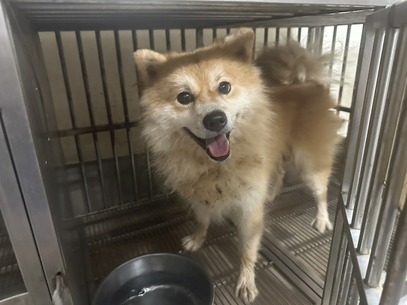 桃園市動物保護教育園區,編號:463967, 混種犬          