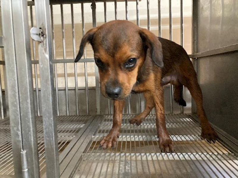 桃園市動物保護教育園區,編號:464142, 混種犬          