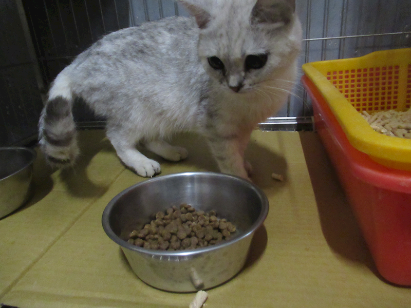 新竹市動物保護教育園區,編號:458354, 英國短毛貓               