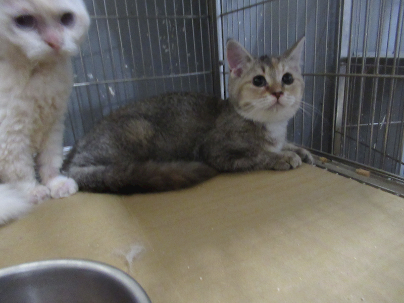 新竹市動物保護教育園區,編號:458353, 英國短毛貓               