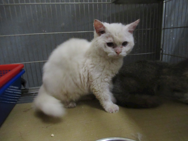 新竹市動物保護教育園區,編號:458352, 塞爾凱克捲毛貓