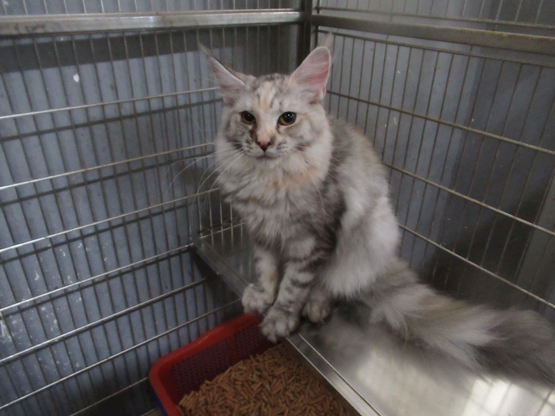 新竹市動物保護教育園區,編號:458350, 緬因貓                 