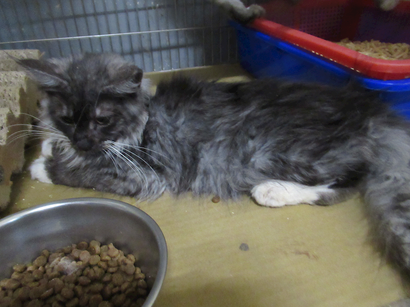 新竹市動物保護教育園區,編號:458348, 緬因貓                 