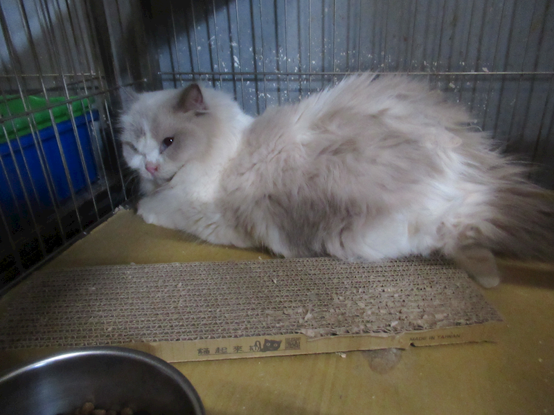 新竹市動物保護教育園區,編號:458347, 布偶貓