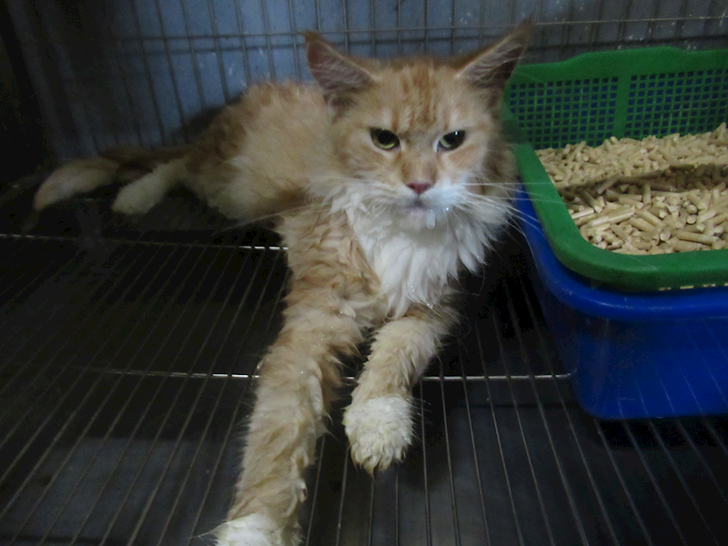 新竹市動物保護教育園區,編號:458346, 緬因貓                 