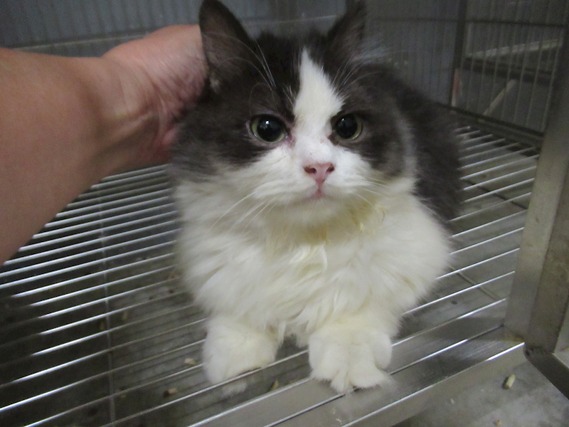 新竹市動物保護教育園區,編號:450897, 英國長毛貓