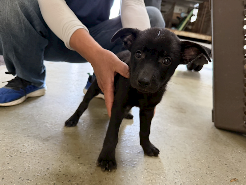 桃園市動物保護教育園區,編號:463475, 混種犬          