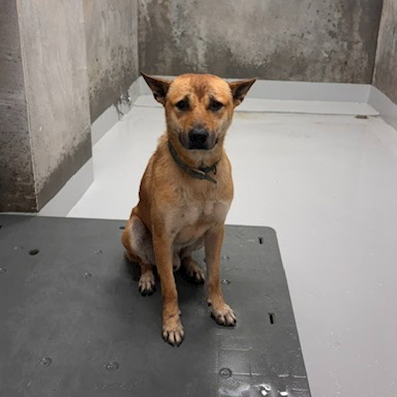 基隆市寵物銀行,編號:456862, 混種犬          