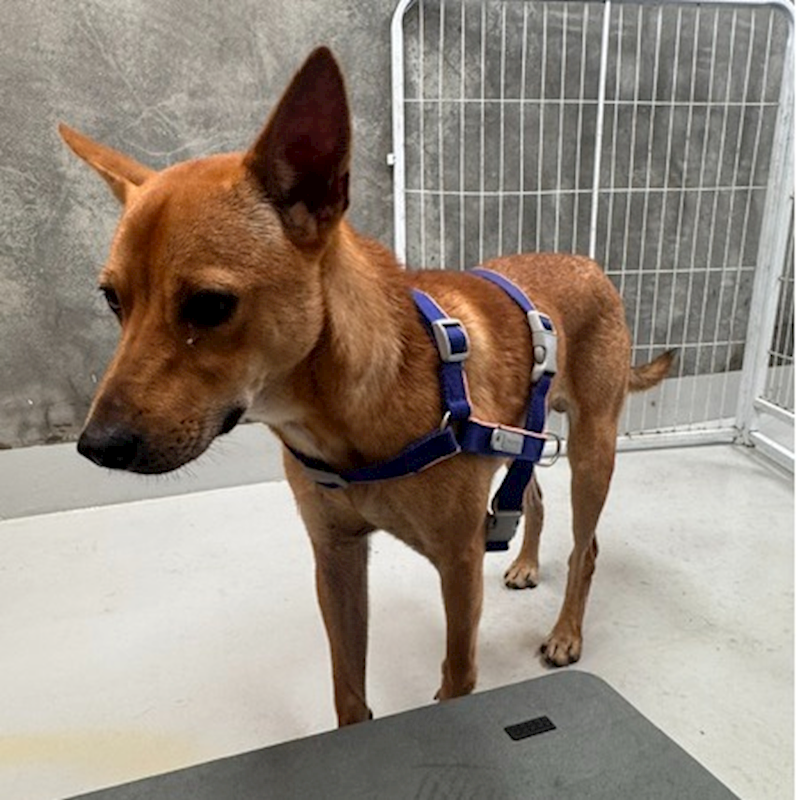 基隆市寵物銀行,編號:458003, 混種犬          
