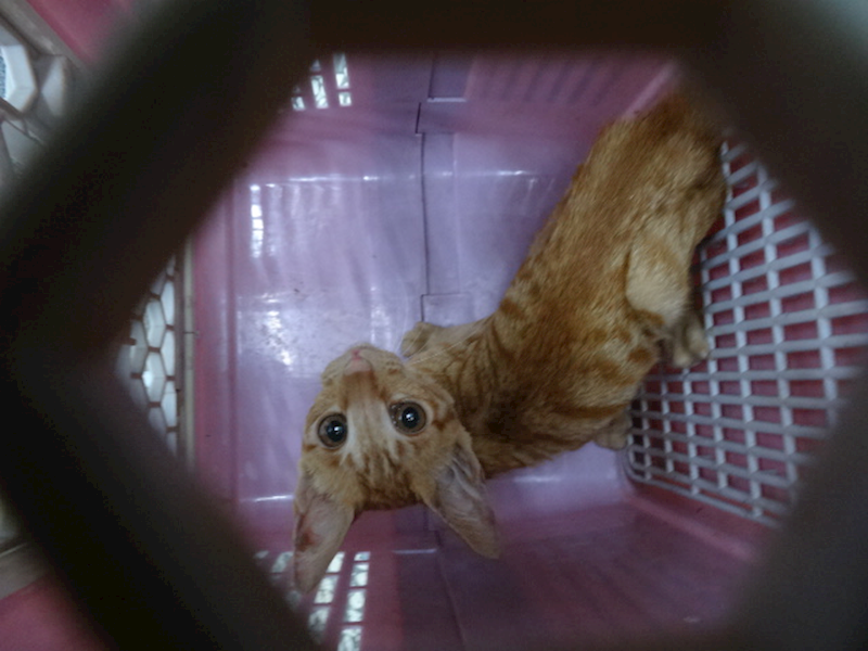 宜蘭縣流浪動物中途之家,編號:465573, 混種貓                 
