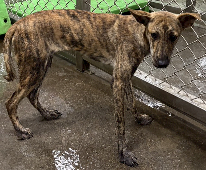 臺東縣動物收容中心,編號:465140, 混種犬          